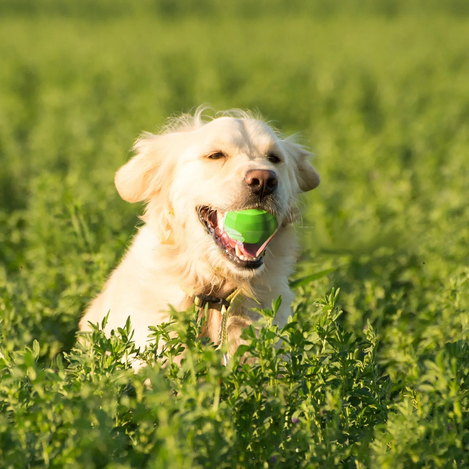 Green natural rubber squeaky dog toy for aggressive chewers, shown with dimensions.