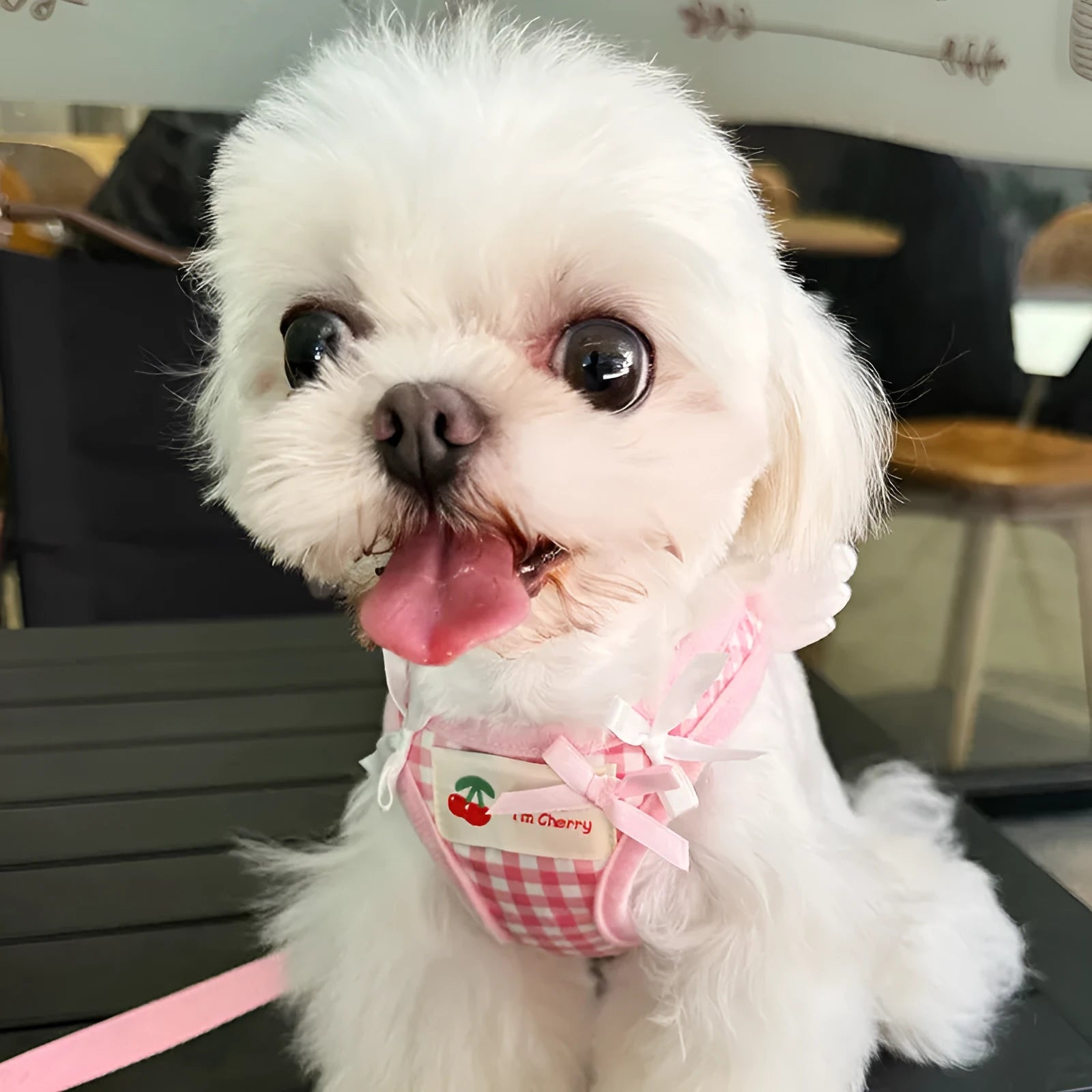 Small dog wearing pink cotton chest and back harness with leash attachment points