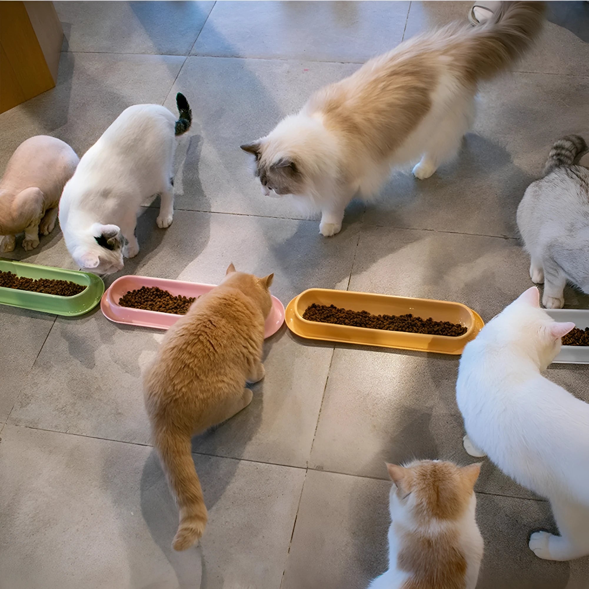 Green, pink and yellow leakproof pet food and water bowls for dogs and cats.