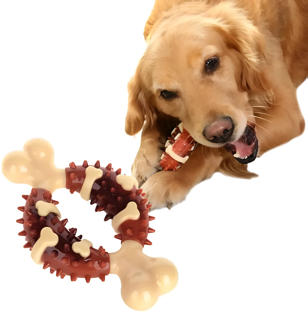 Bone-shaped natural rubber dog molar chew toy in two sizes for teeth grinding.