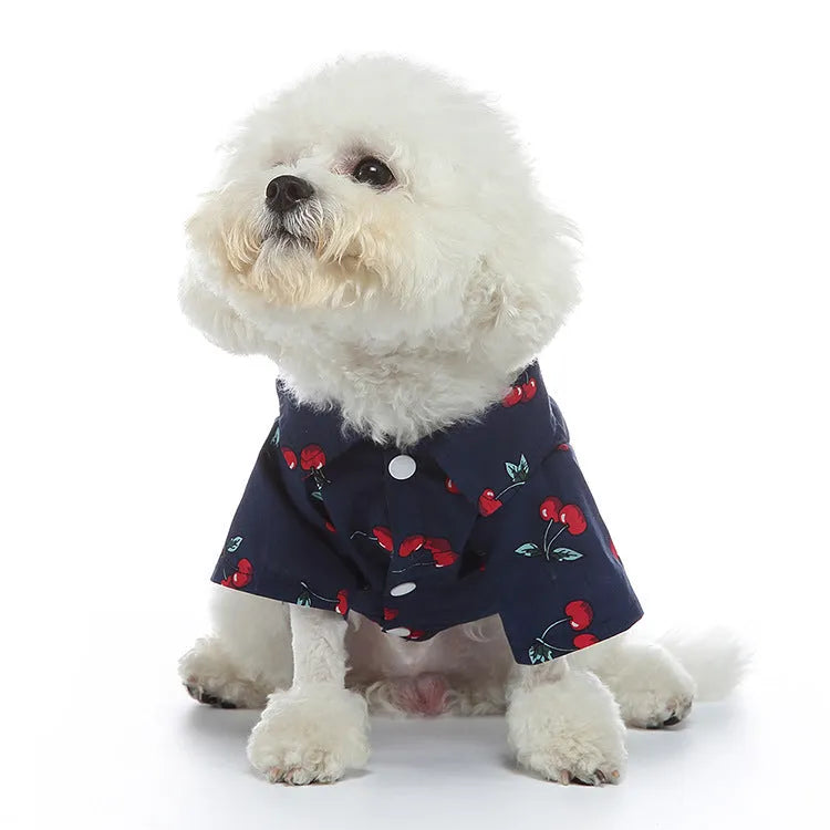 Fruit-themed casual polyester dog clothes in six colours on a small dog, size S to XL available