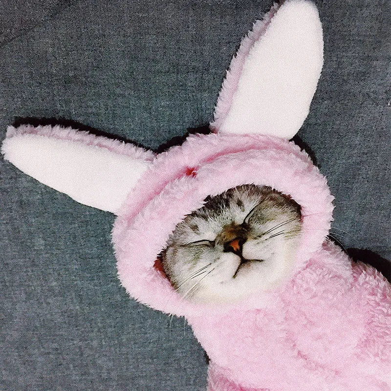 Cute pink rabbit design cat clothes made from soft cotton on a cat