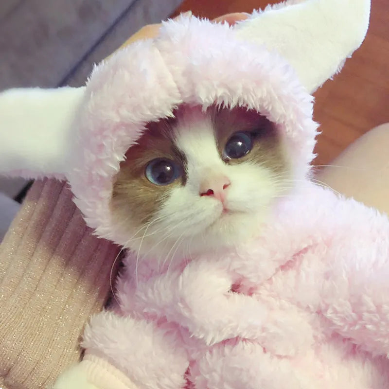 Cute pink rabbit design cat clothes made from soft cotton on a cat