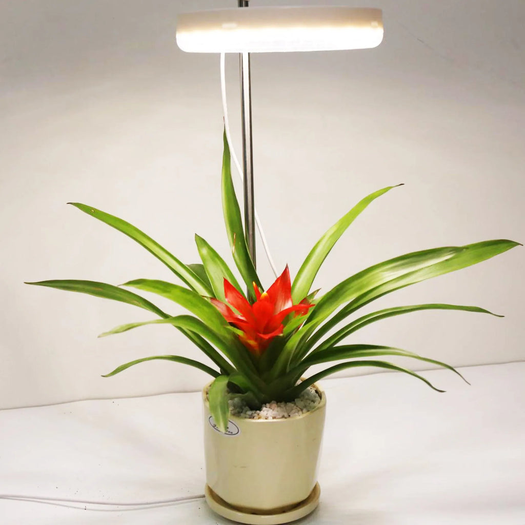 Compact white PC shell plant growth light for desk use, showing single head design.