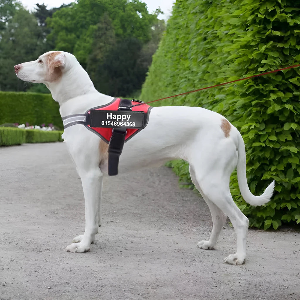 Adjustable reflective dog harness with no-pull design in multiple colour options