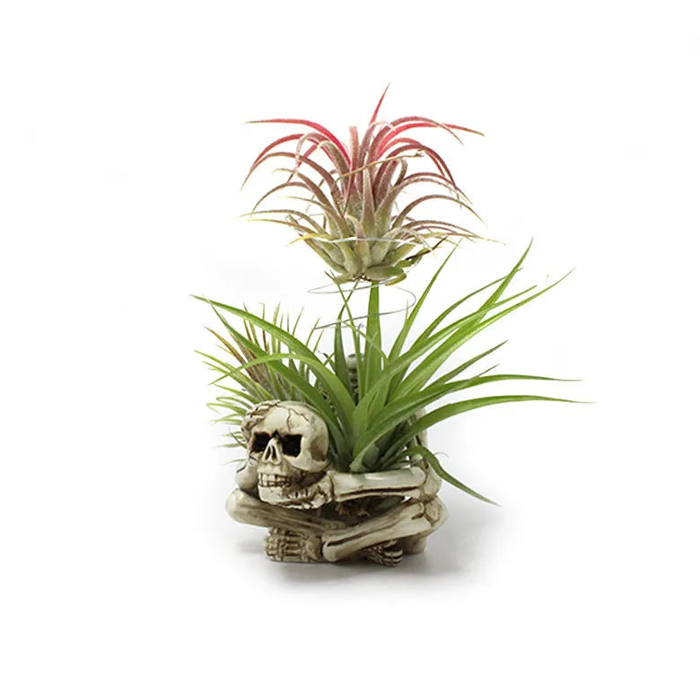 Gothic skull design Tillandsia bracket with resin pot and iron base for soilless plant display