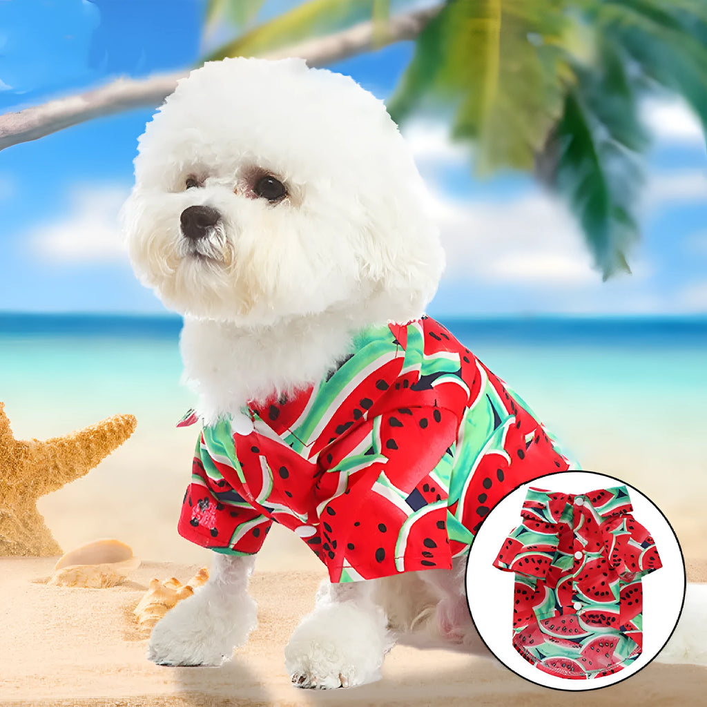 Fruit-themed casual polyester dog clothes in six colours on a small dog, size S to XL available
