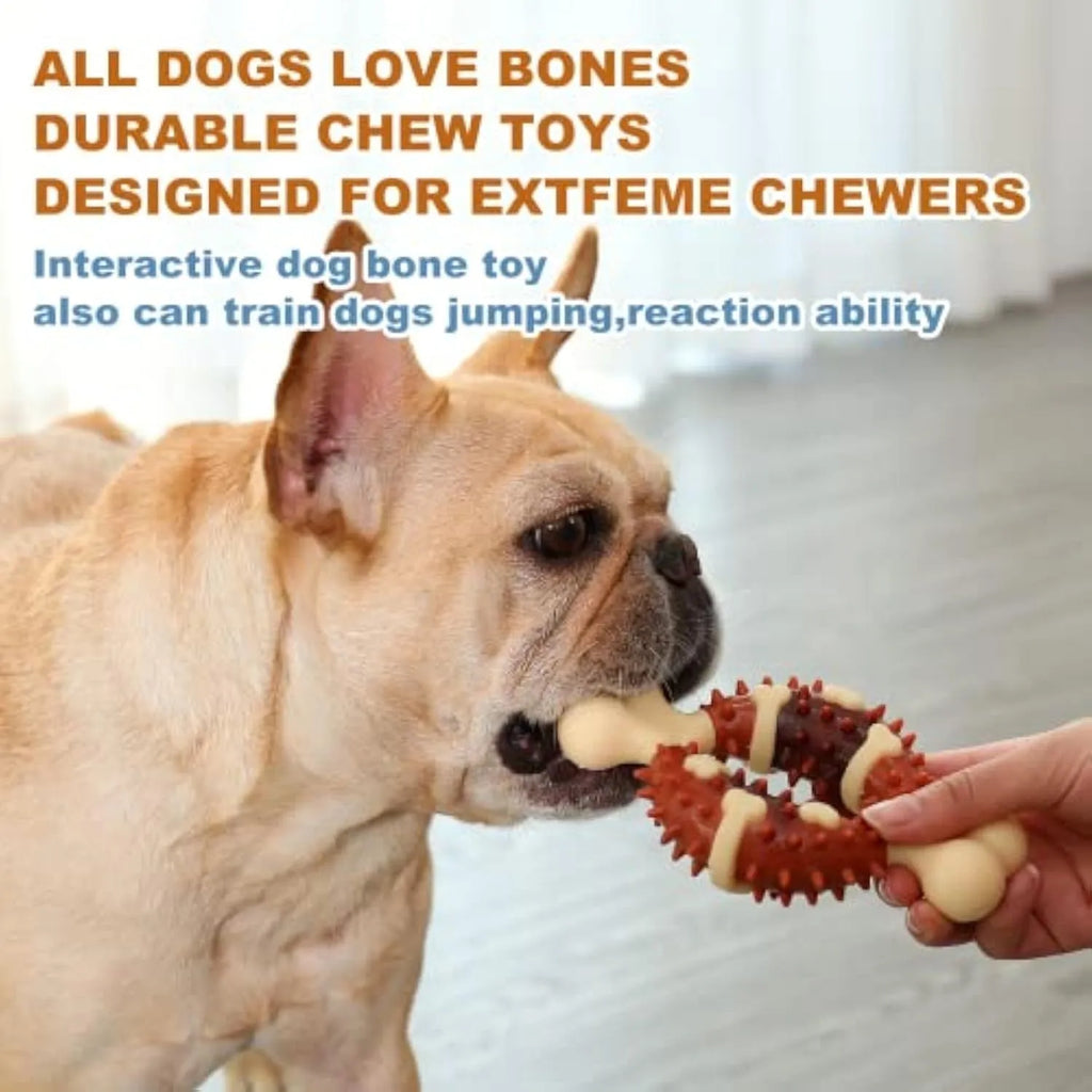 Bone-shaped natural rubber dog molar chew toy in two sizes for teeth grinding.