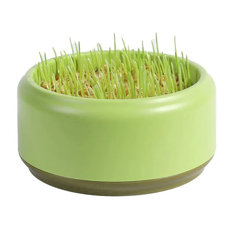 Blue, green, and yellow hydroponic cat grass cups with packets of seeds for soilless indoor growing.
