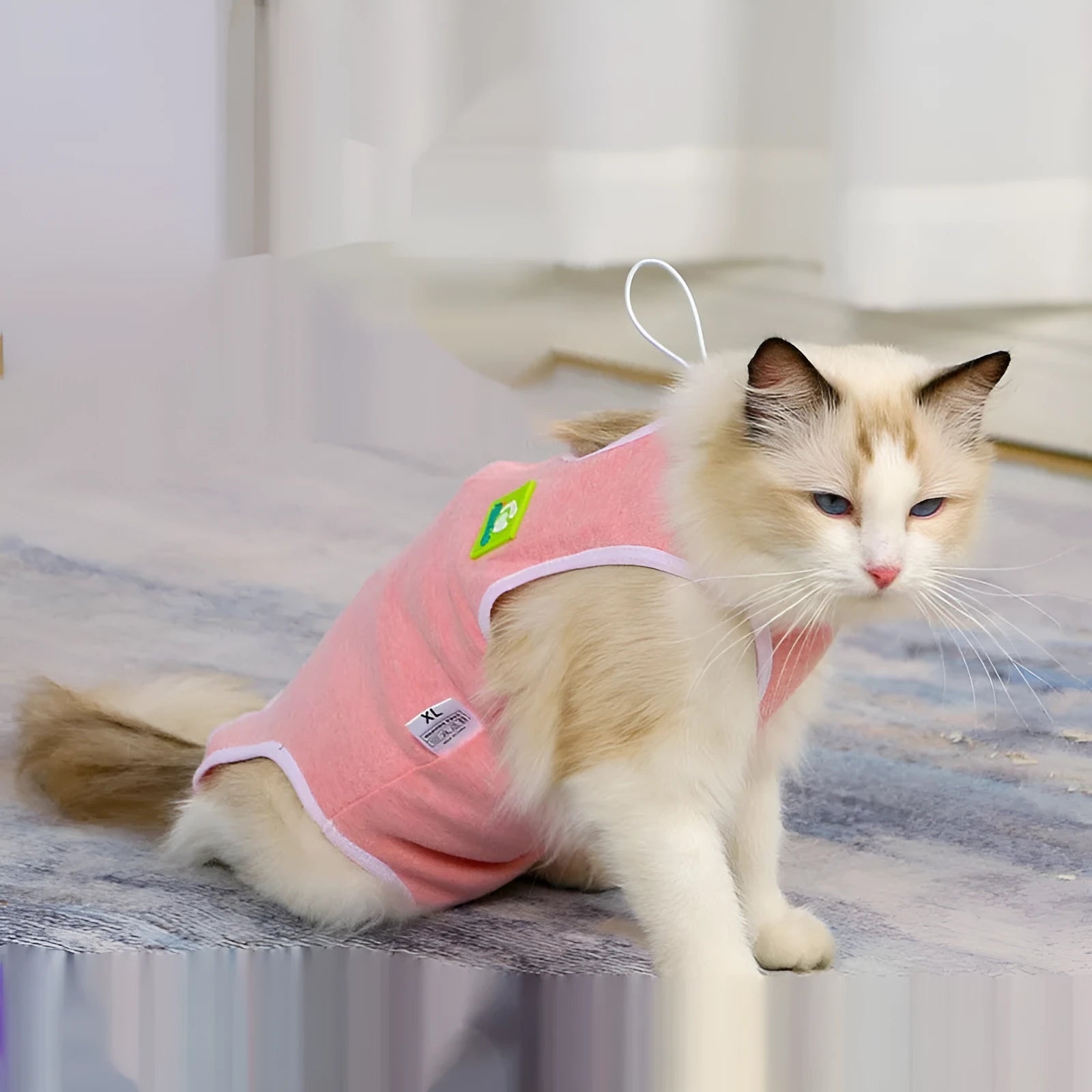 Blue pet sterilization suit with adjustable scarf on a cat, cotton anti-licking clothing for post-surgery recovery.