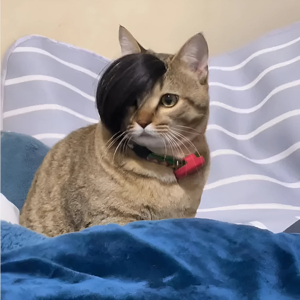 Black polyester cat wig with imitation braid styling for fox costume dress up