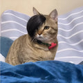 Black polyester cat wig with imitation braid styling for fox costume dress up