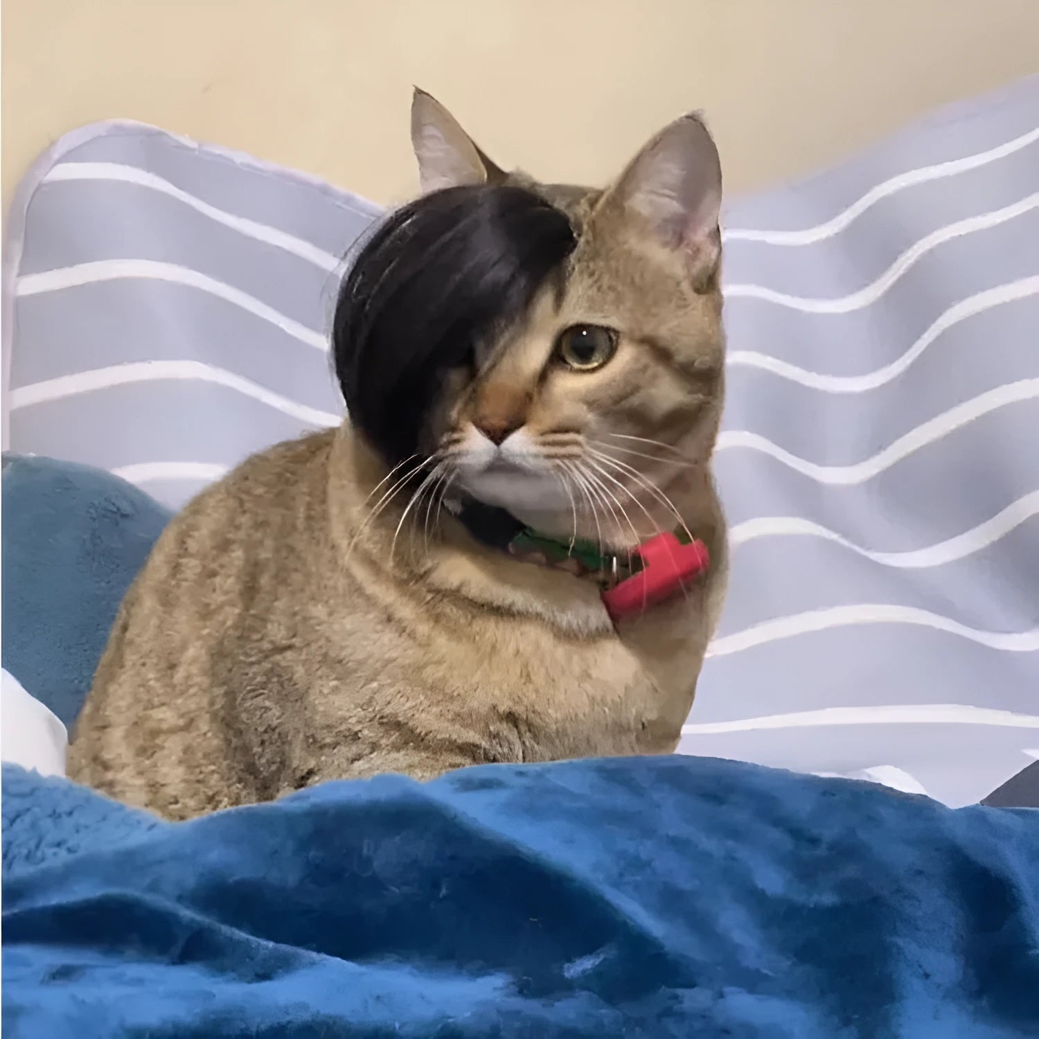 Black polyester cat wig with imitation braid styling for fox costume dress up