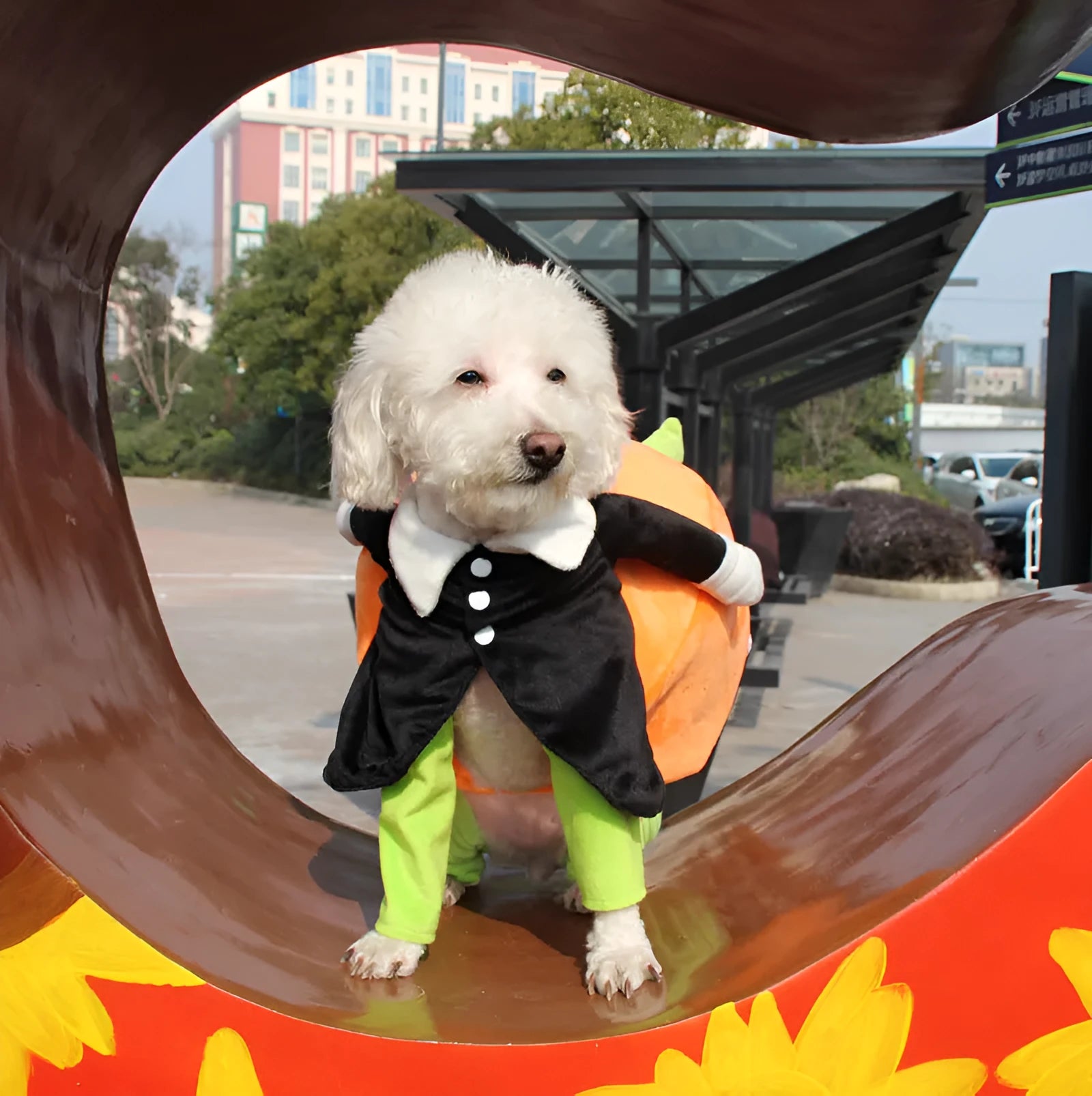Black velvet Halloween pumpkin dog clothes on a pet, size L 40cm length