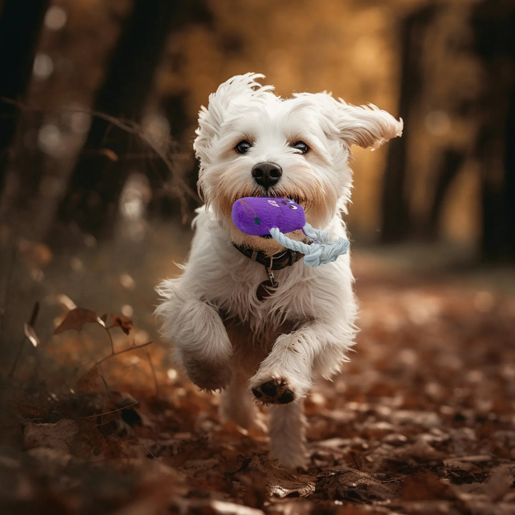 Blue teddy dog toy with squeaker bone, showing soft corn fleece lining and bite-resistant construction