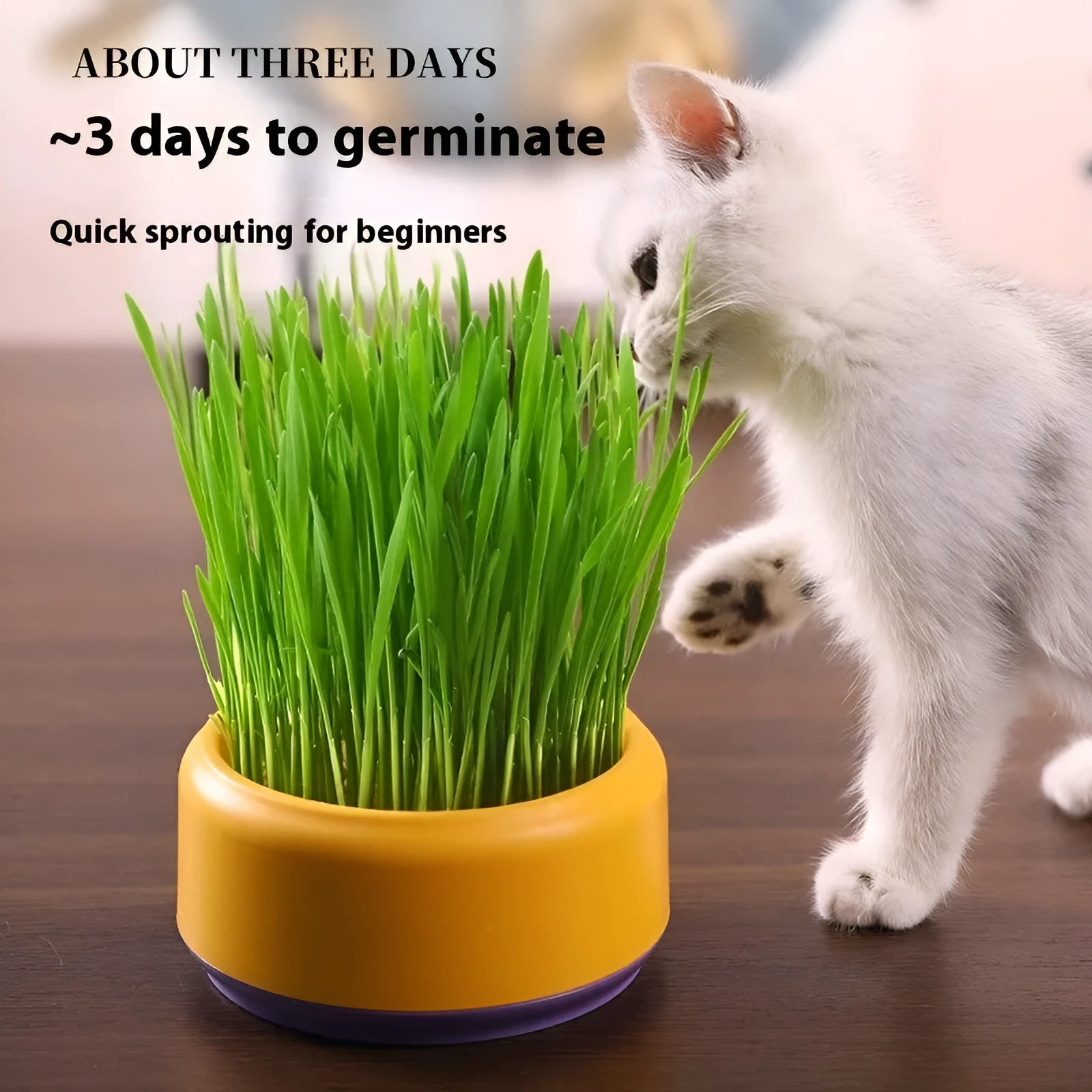 Blue, green, and yellow hydroponic cat grass cups with packets of seeds for soilless indoor growing.
