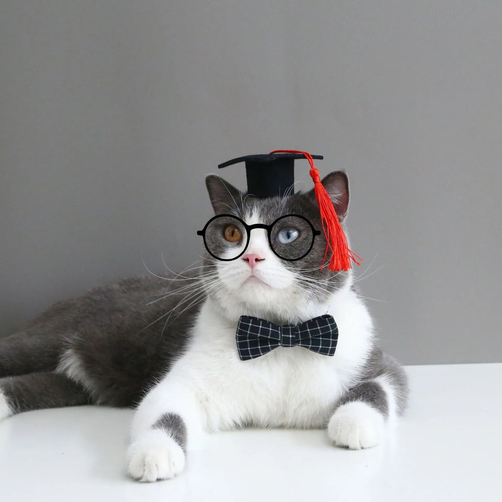 Pet doctor degree hair band and bow tie set in wool felt with elastic 18cm circumference for small dogs and cats
