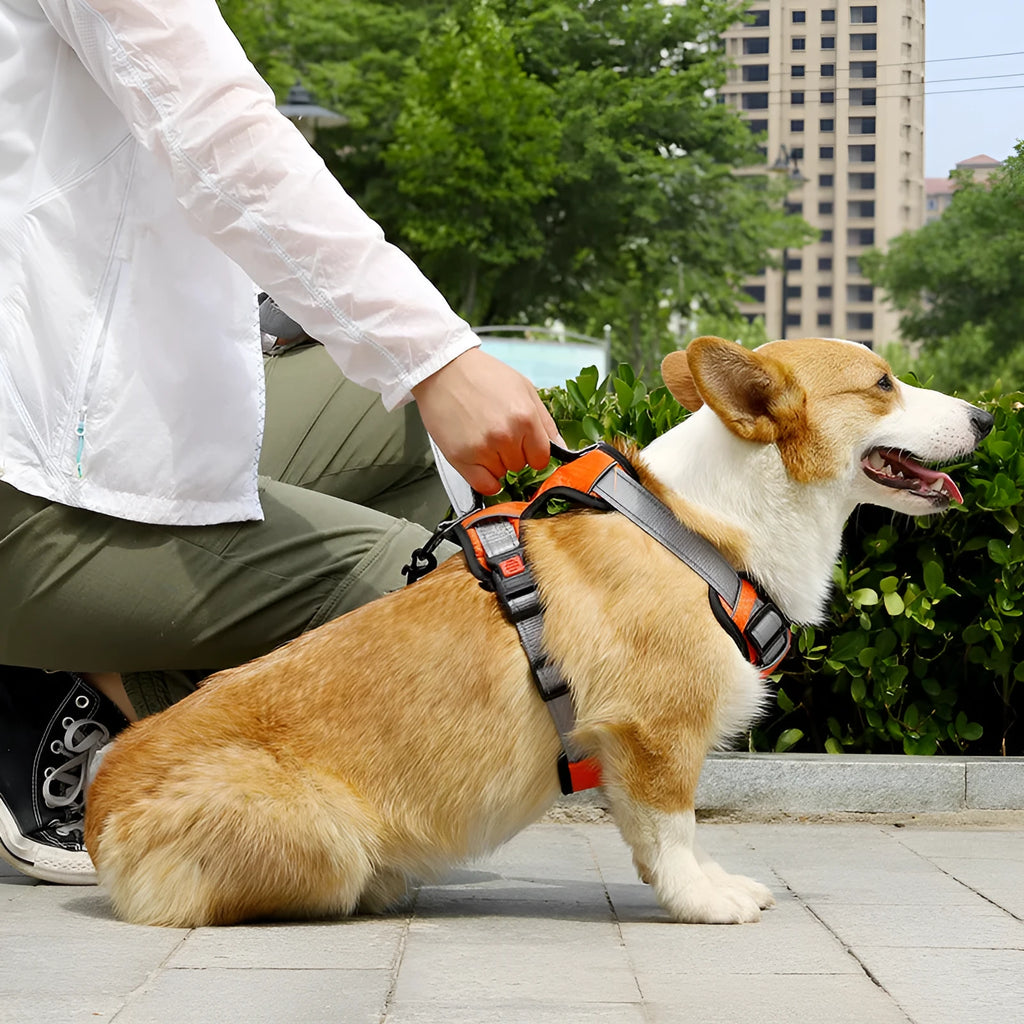 Orange adjustable dog chest strap vest harness with an integrated hand holding rope.