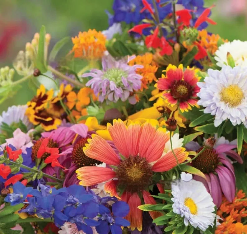Packet of mixed wildflower seeds containing Purpleflower Holly Leaf, available in 1000, 5000, or 10000 seed quantities.