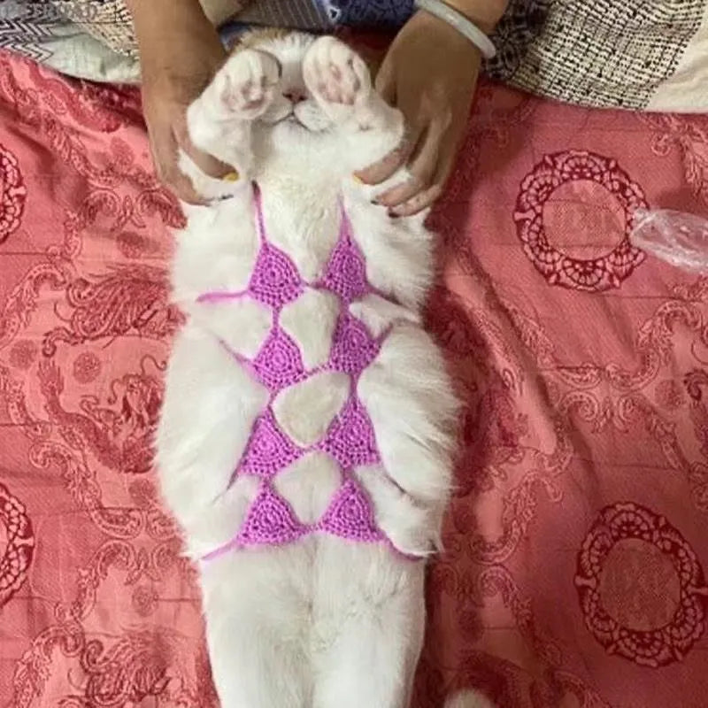 Cat wearing black bikini costume with matching bra for Halloween party