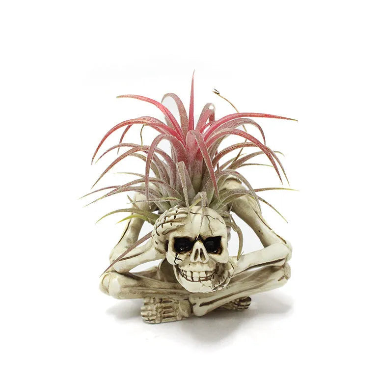 Gothic skull design Tillandsia bracket with resin pot and iron base for soilless plant display