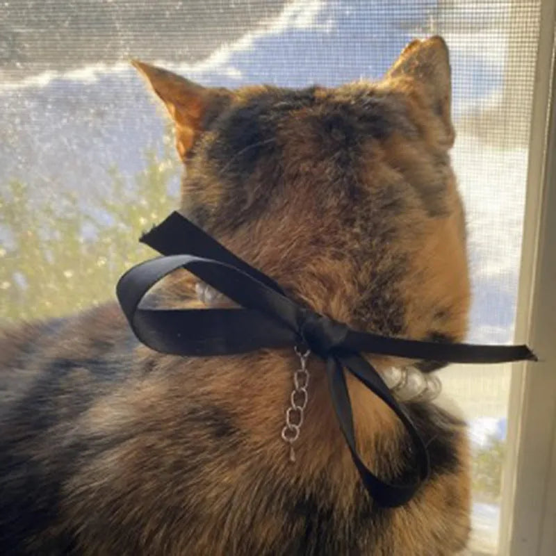 Small dog wearing a blue adjustable pearl and rhinestone necklace collar with a ribbon bow.