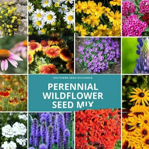 Packet of mixed wildflower seeds containing Purpleflower Holly Leaf, available in 1000, 5000, or 10000 seed quantities.