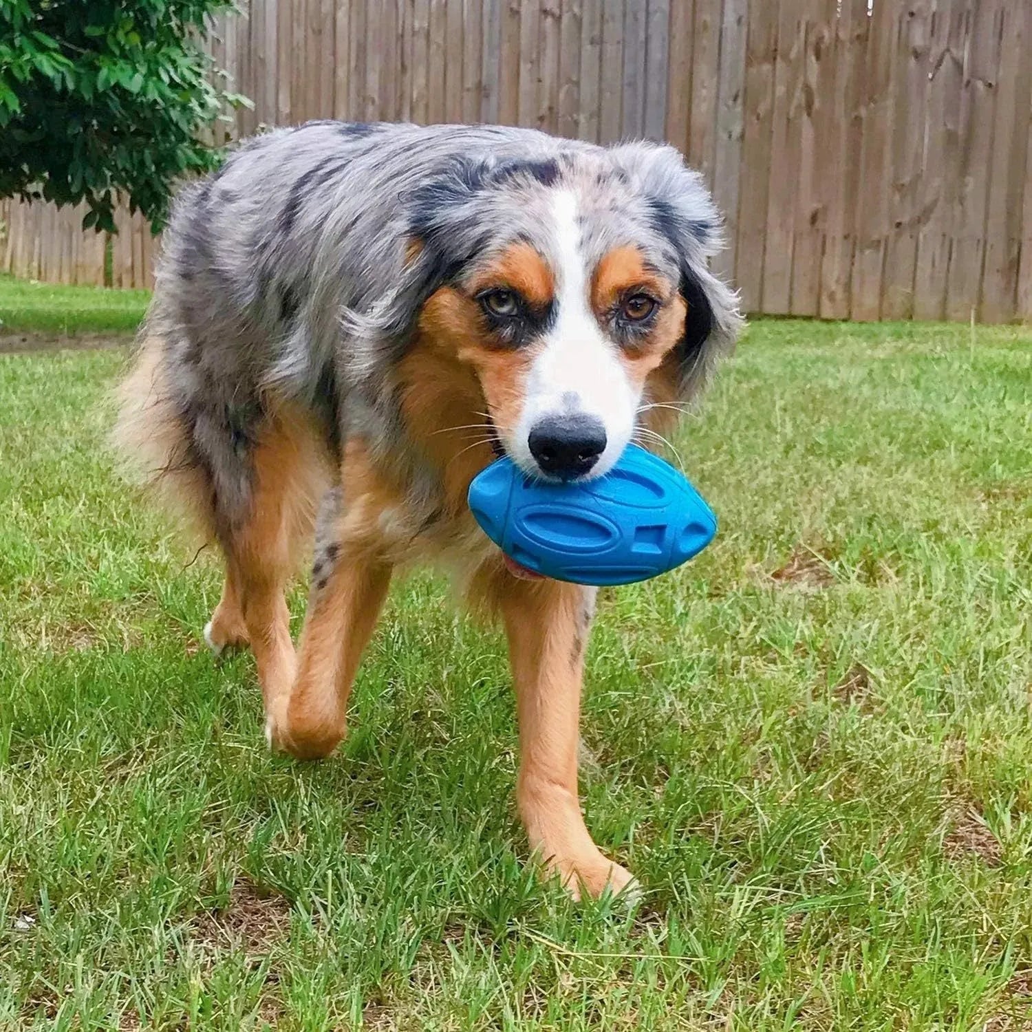 Blue, green, and orange natural rubber squeaky dog ball with textured surface grooves.