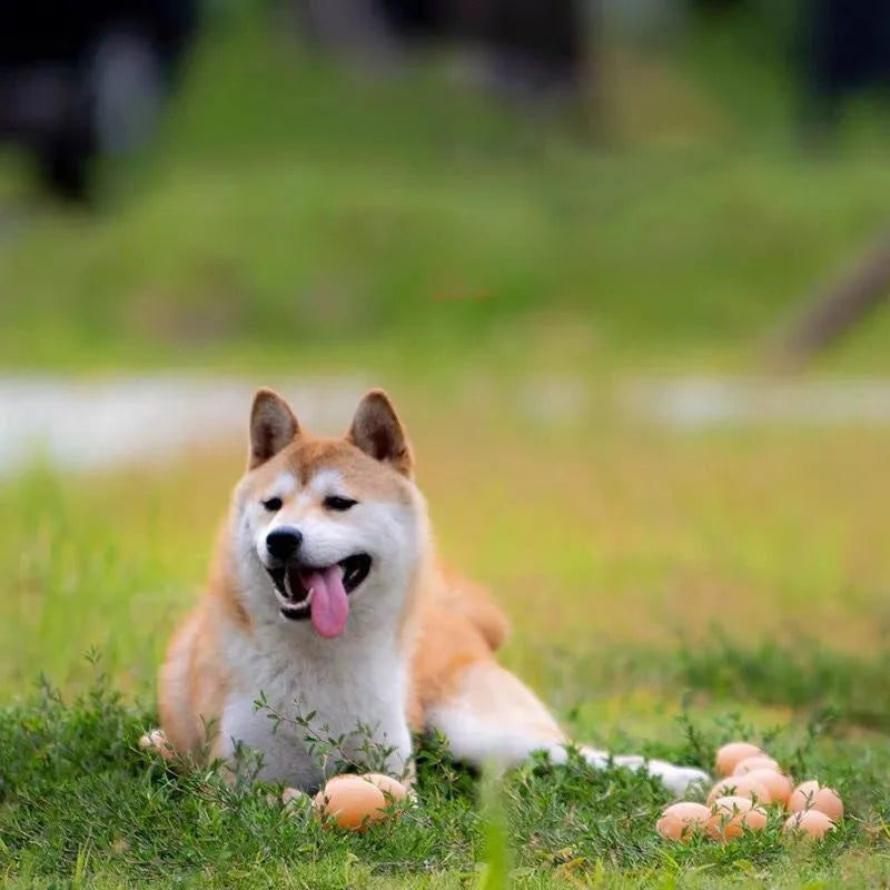 White simulation egg dog toy with textured surface for squeaking sound and tooth cleaning