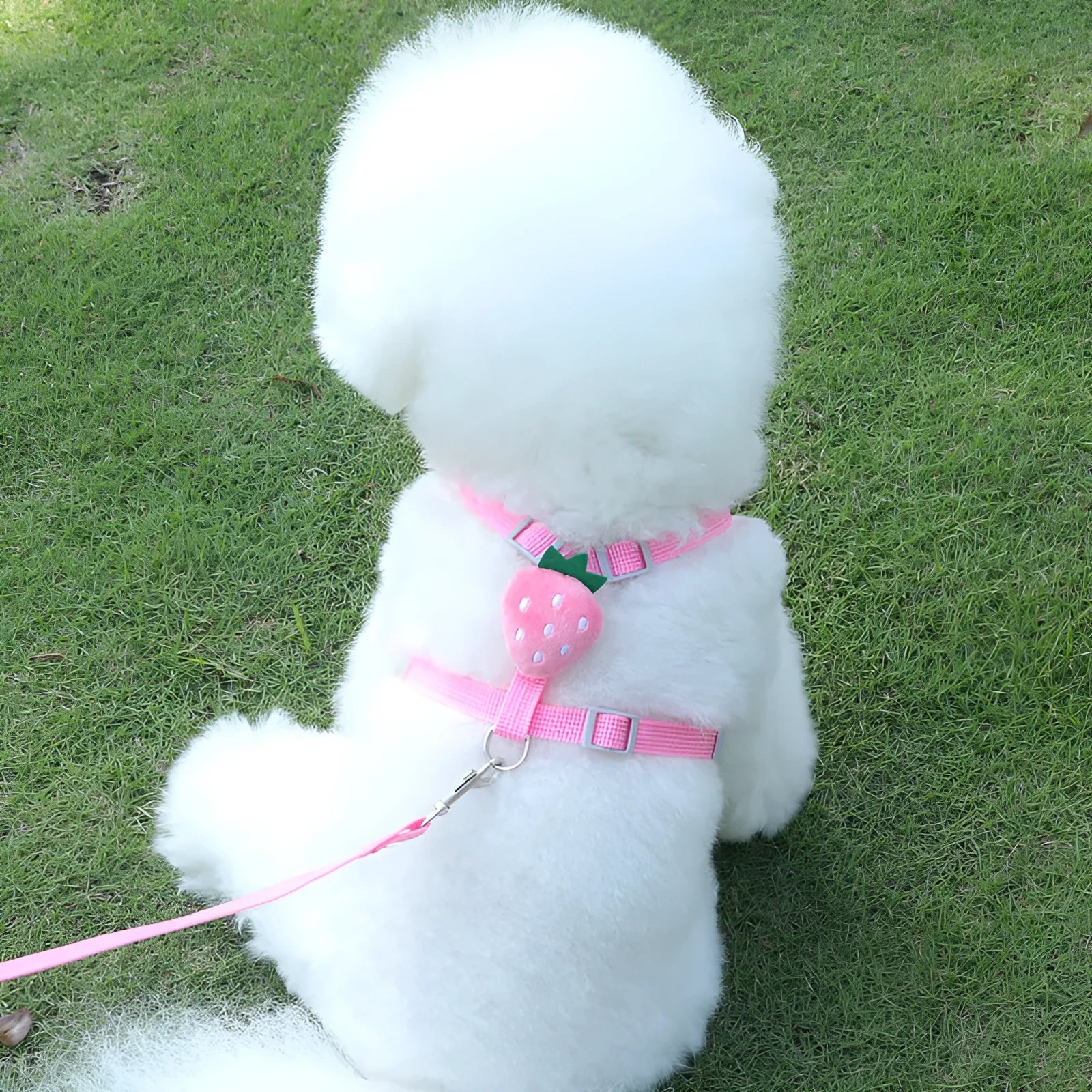Reflective vest-style small dog harness with chest strap and attached walking rope in carrot colour