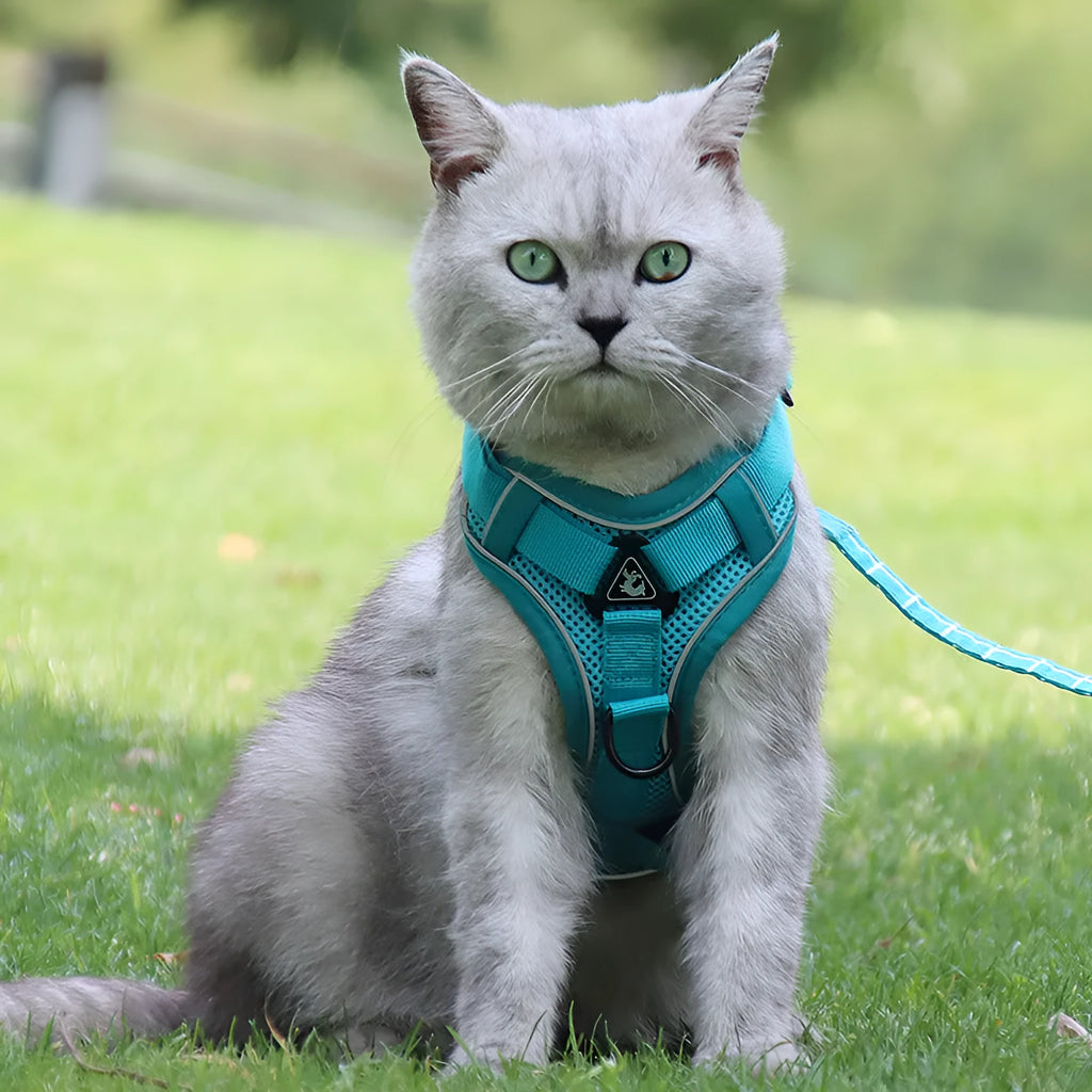 Anti-breakaway cat harness set with 1.5m flat rope lead and silver chain in green, grey, and rose red colours