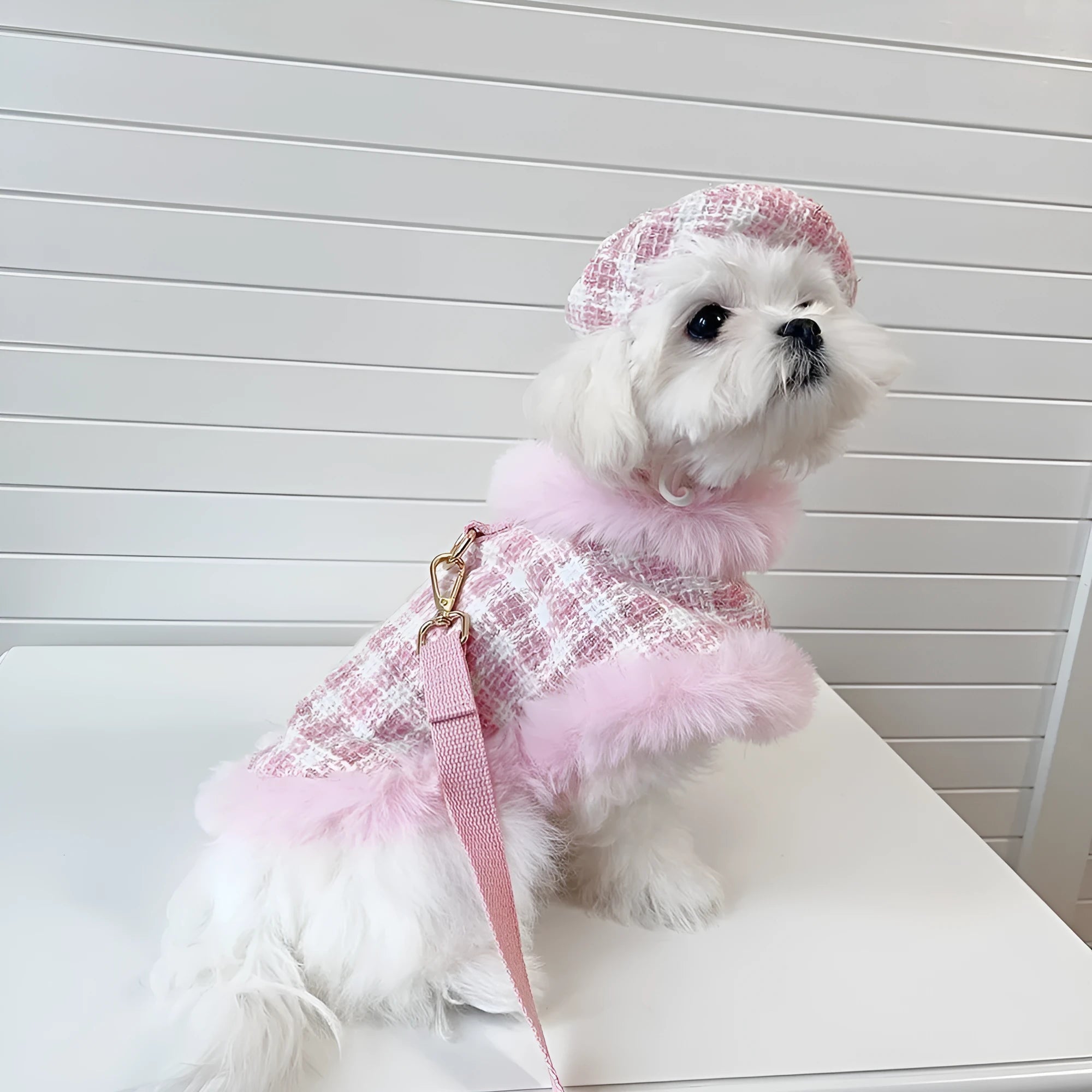 Pink cat clothing set with beret, cloak, and hand-holding rope accessory for female cats