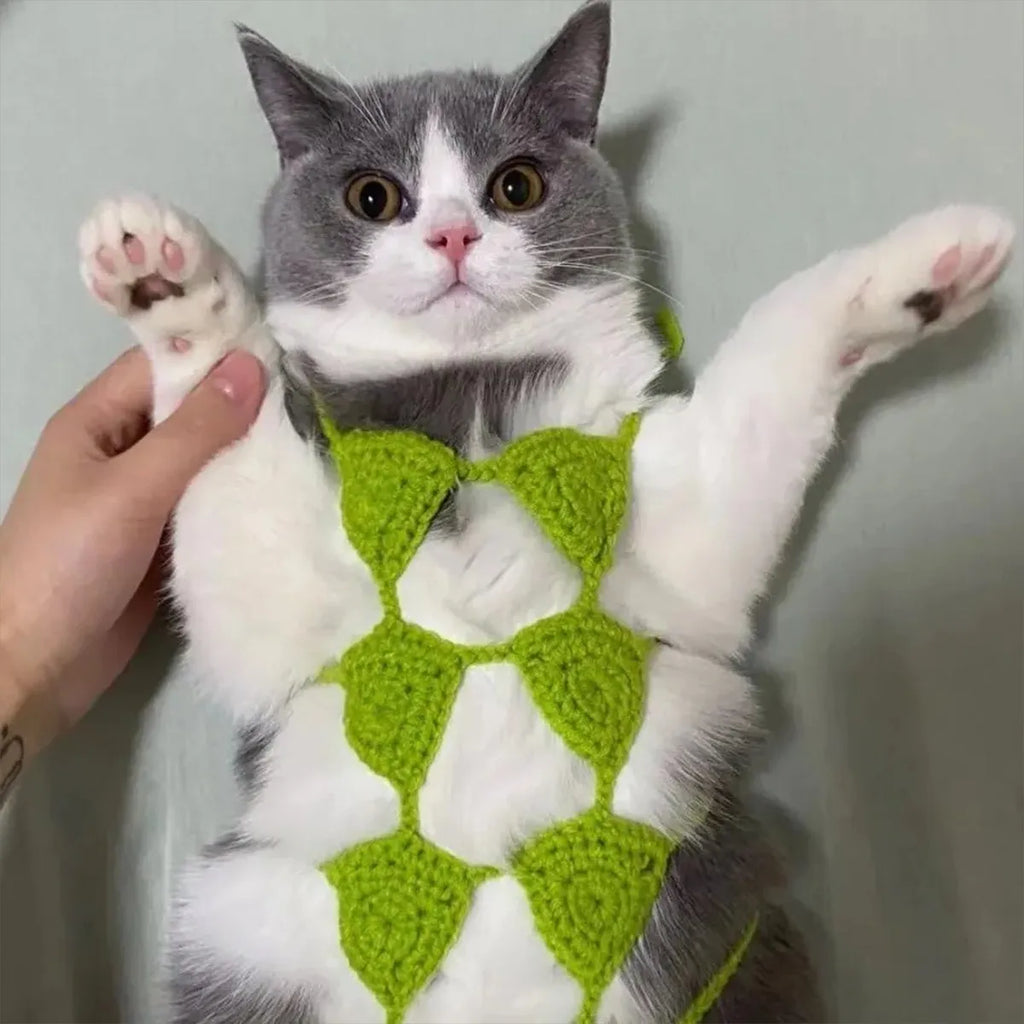 Cat wearing black bikini costume with matching bra for Halloween party