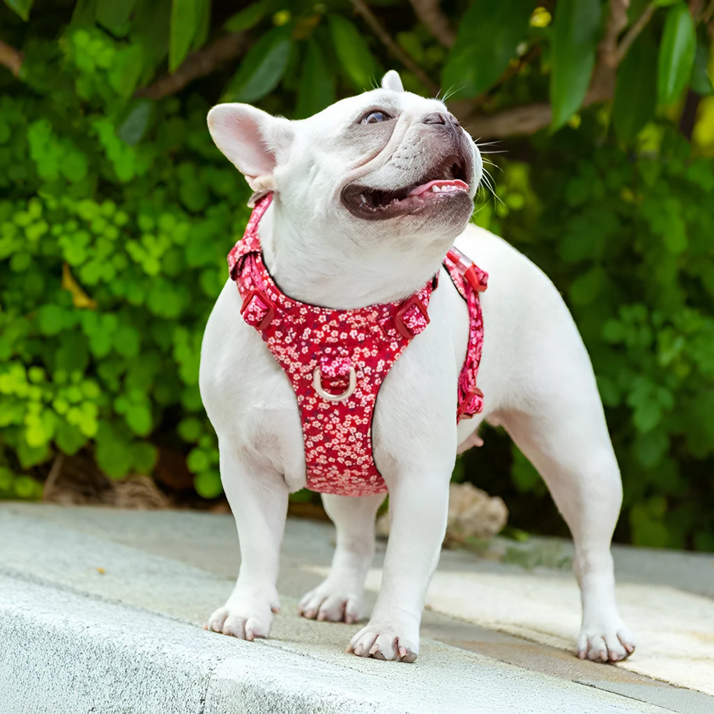Floral print dog chest harness in pure cotton with pull-resistant strap.