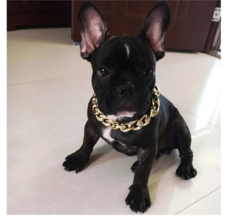 Gold colour chain dog collar with adjustable buckle for small to medium sized dogs