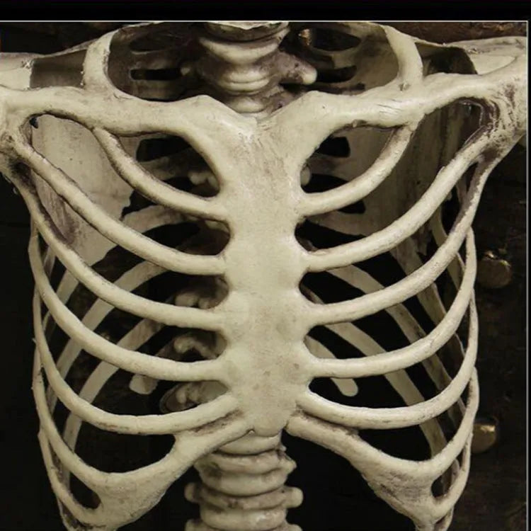 170cm tall plastic skeleton prop with realistic human proportions for Halloween decorations