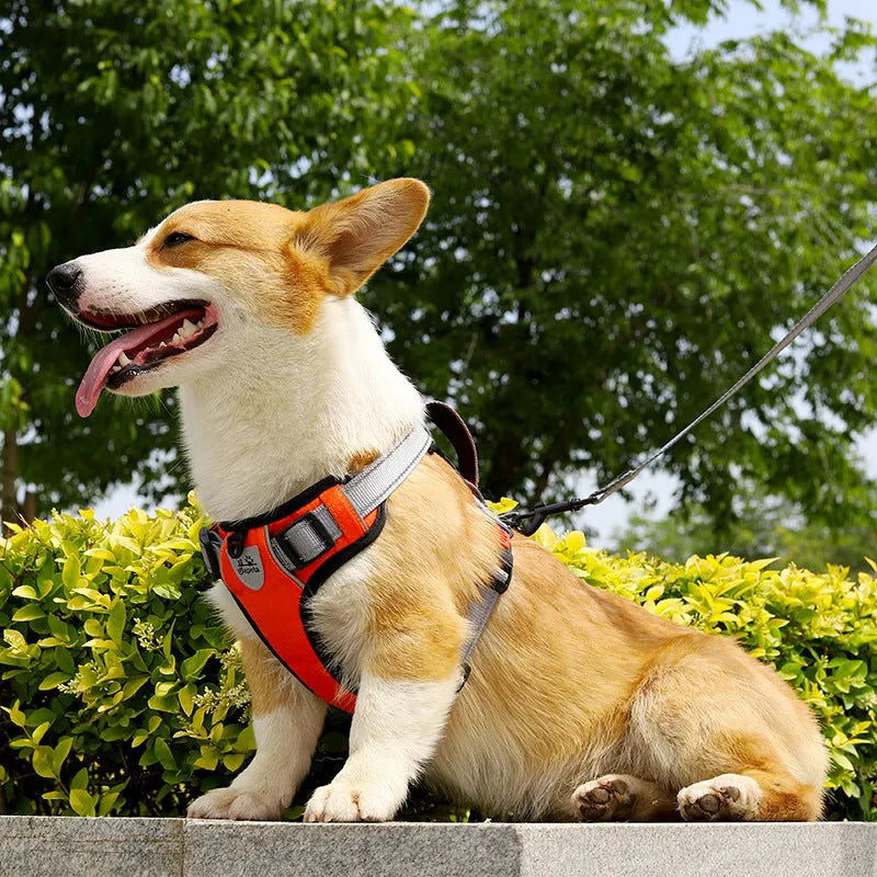 Orange adjustable dog chest strap vest harness with an integrated hand holding rope.