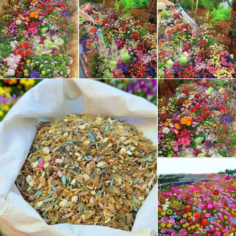 Packet of mixed wildflower seeds containing Purpleflower Holly Leaf, available in 1000, 5000, or 10000 seed quantities.