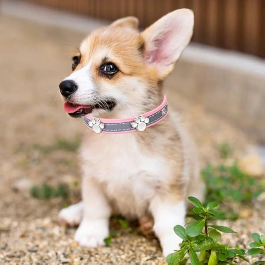 Reflective adjustable dog collar made of brown PU leather with metal paw print rivets and buckle.