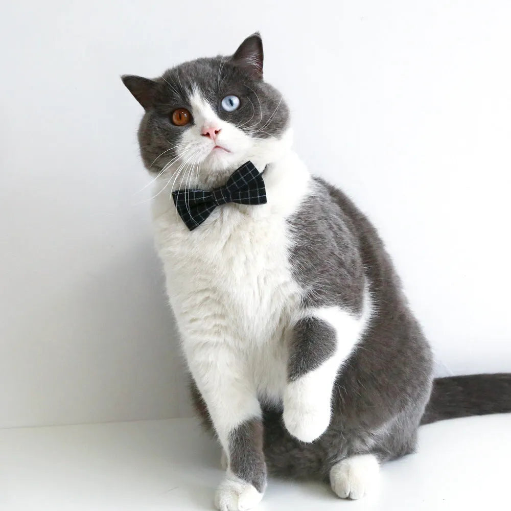 Pet doctor degree hair band and bow tie set in wool felt with elastic 18cm circumference for small dogs and cats