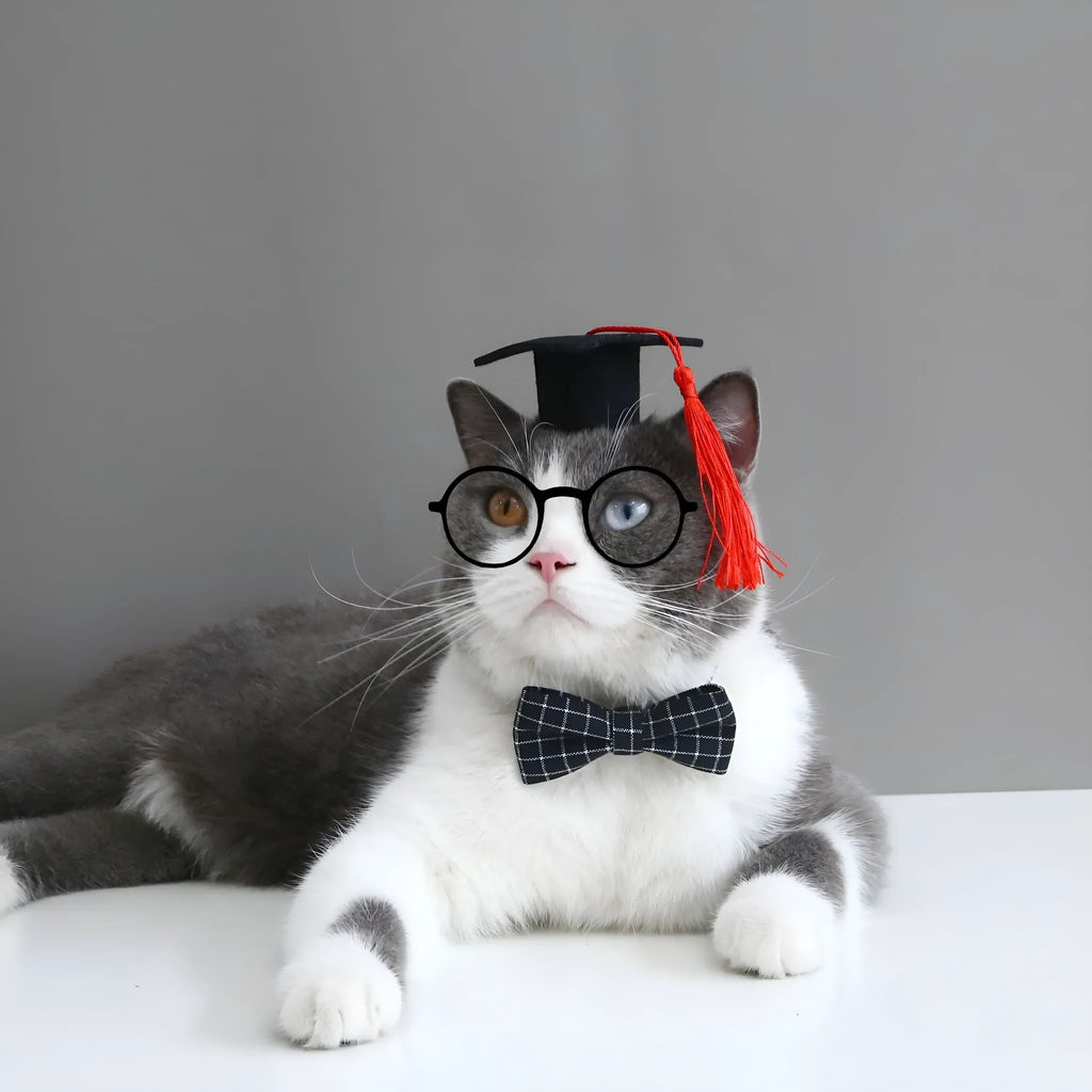 Pet doctor degree hair band and bow tie set in wool felt with elastic 18cm circumference for small dogs and cats