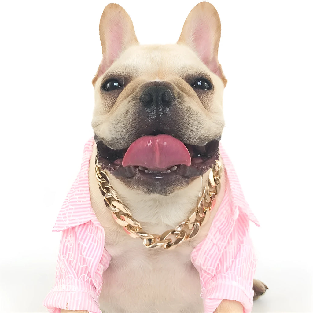 Gold colour chain dog collar with adjustable buckle for small to medium sized dogs