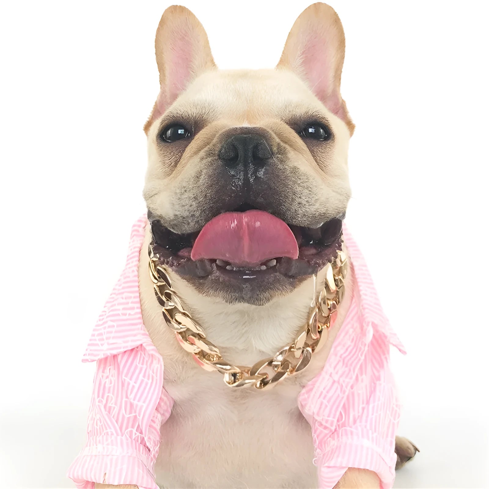 Gold colour chain dog collar with adjustable buckle for small to medium sized dogs