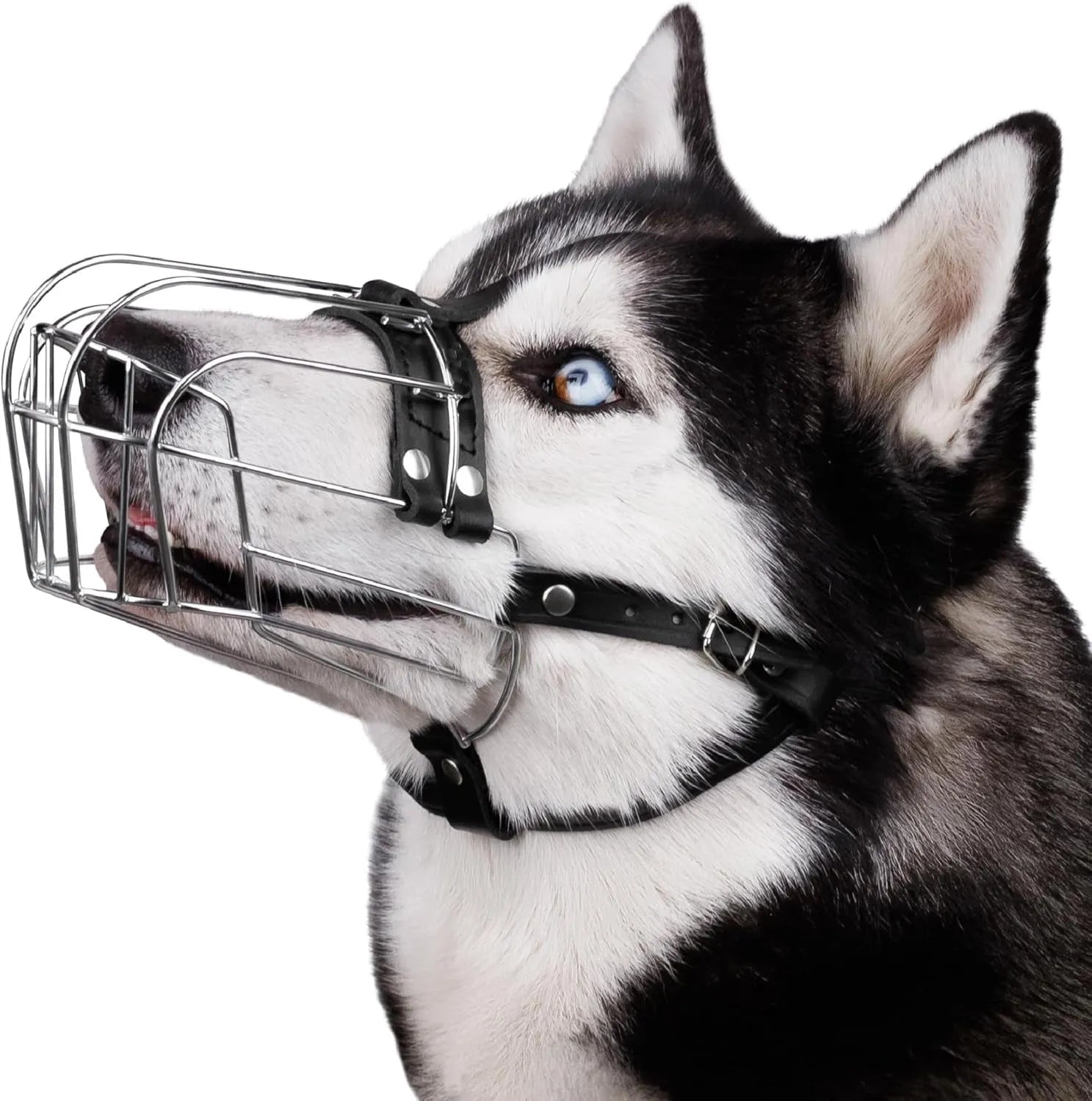 Black metal dog mouth cover designed specifically for Golden Retriever and German Shepherd breeds