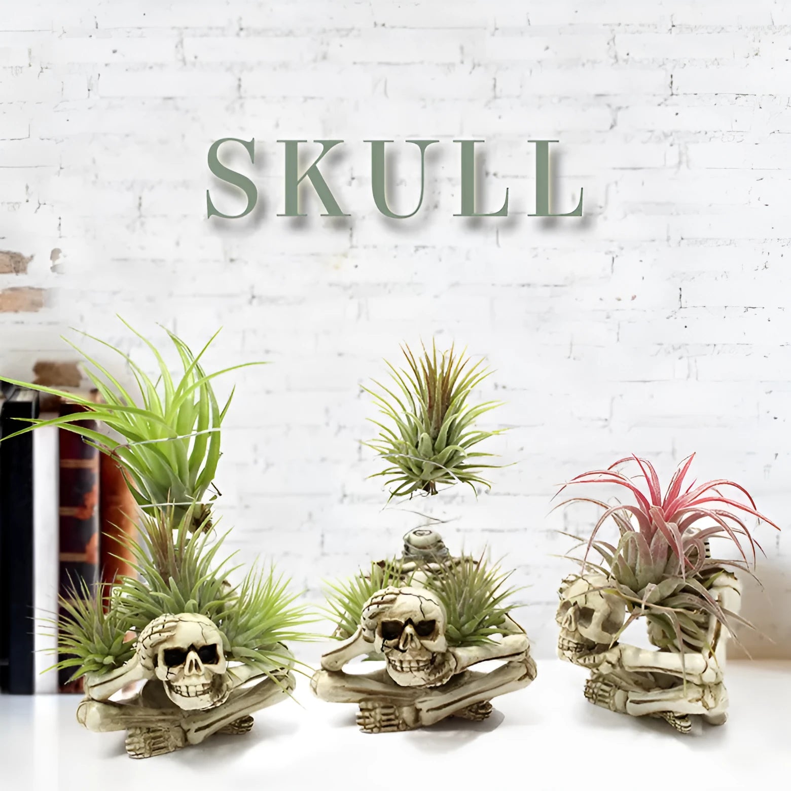 Gothic skull design Tillandsia bracket with resin pot and iron base for soilless plant display