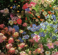 Packet of mixed wildflower seeds containing Purpleflower Holly Leaf, available in 1000, 5000, or 10000 seed quantities.