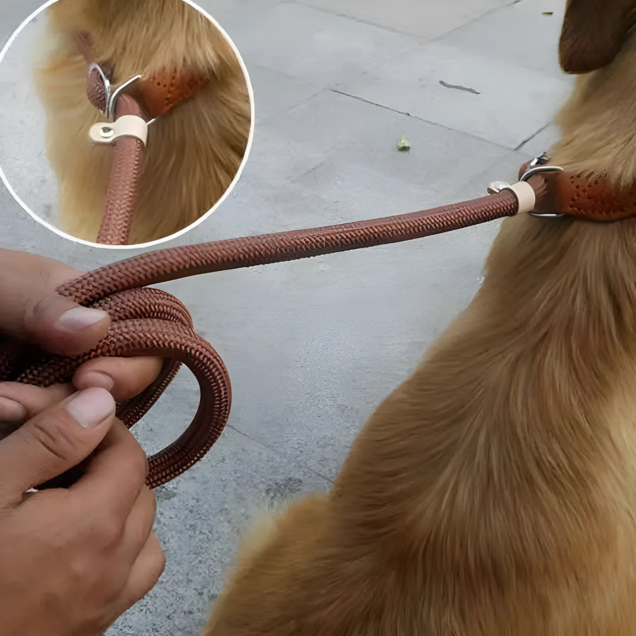 Brown nylon dog leash with 2.1 metre length and P chain attachment for collar connection