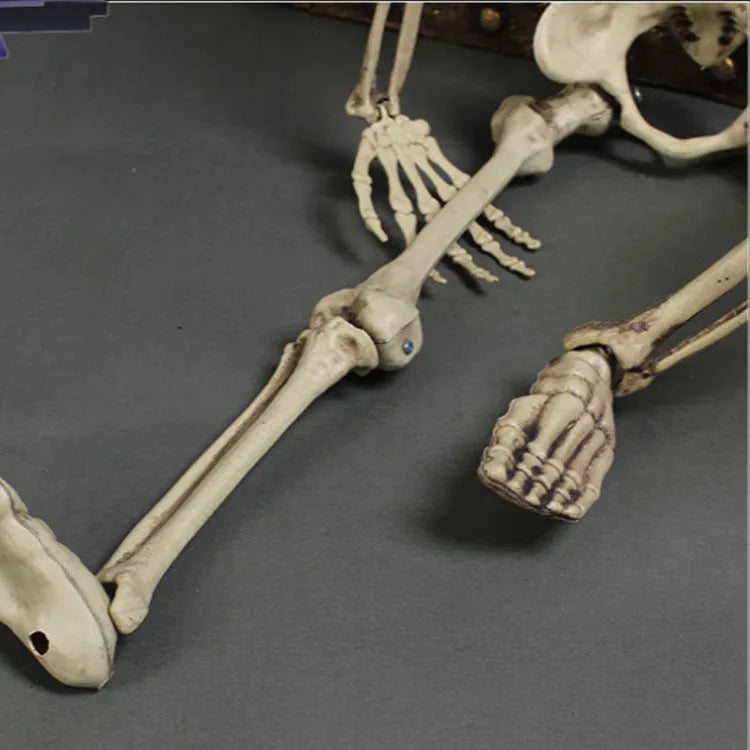 170cm tall plastic skeleton prop with realistic human proportions for Halloween decorations