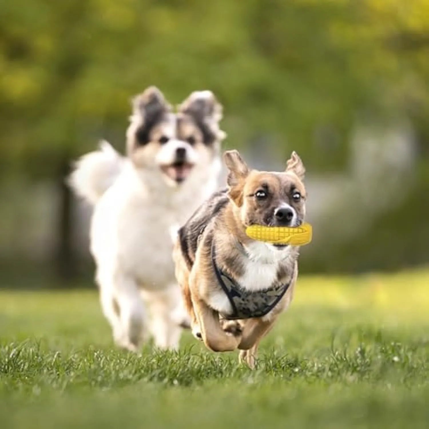 Corn stick shaped dog chew toy with textured surface grooves and squeaky interactive feature