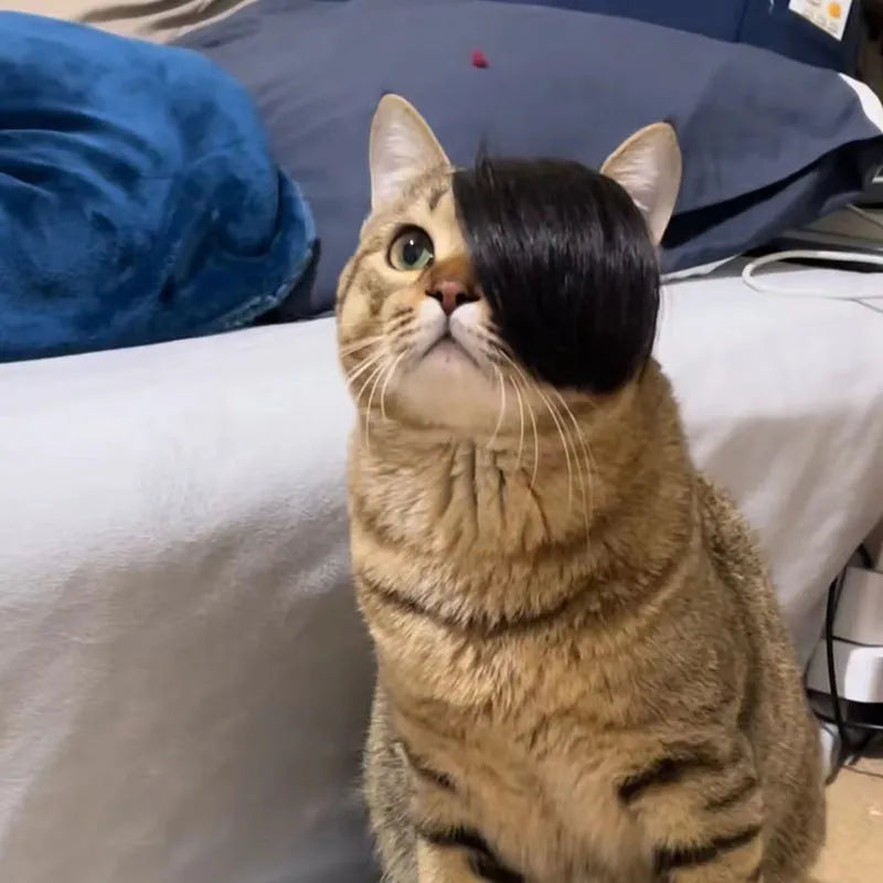 Black polyester cat wig with imitation braid styling for fox costume dress up